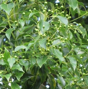 Camphor Essential Oil 2